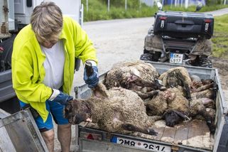 Další roztrhané ovce. „Nemám 200 tisíc, které vyhodím za plot“ - Seznam Zprávy